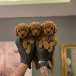 Safkan Toy Poodle Yavruları
