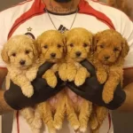 Safkan Maltipoo Yavruları
