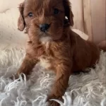 Kızıl Kürk Dokulu Sosyal Kelebek Maltipoo Yavrumuz
