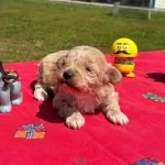 Mini Sevimli Maltipoo