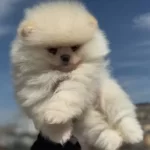 Ayı Surat Teddy Face Pomeranian Yavruları