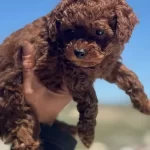 Darkbrown Karamel Tonlu Kore Toy Poodle Yavruları