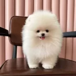 Bakanlık Onaylı Villadan Safkan Pomeranian Boo Bebekler