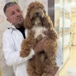 7 Aylık Tuvalet Eğitimli Disi Poodle