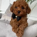Kıvırcık Kurklu Poodle