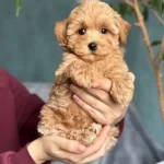tüy Dokmeyen Kıvırcık Maltipoo Yavruları
