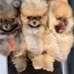 Pomeranian Boo Makyajsiz Fonsuz Trassiz