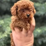 Wc Eğitimli Mini Boy Toy Poodle