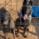 5 Aylık Erkek Ve Disi Safkan Malinois