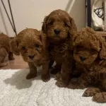 Ev Ortamında Kucuk Sevimli Red Maltipoo
