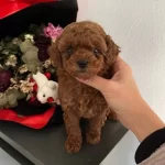 Red Brown Gerçek Poodle Arayanlar Buraya