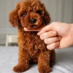 Red Brown Orjinal Toy Poodle Yavrular
