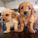 Pamuk Seker Buyumeyen Teacup Maltipoo Yavrularım