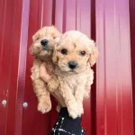 Buyumuycek Maltipoo Yavrularım