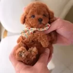 Hipoalerjik Turkiyenin En güzel Kore Poodle Bebekleri