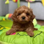 Irkının Garantisi Bizde Poodle Sevimli Yavrular