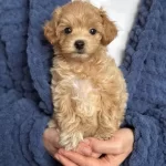 Karamel Tonlu Maltipoo Cinsi Yavrular