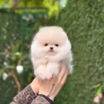 Teacup Kar Beyaz Pomeranian Boo