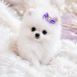 Teacup Ayı Surat Pomerian Bebeklerimiz