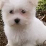 Kar Beyaz Maltese Terrier Yavrular