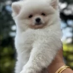 Kar Beyaz Pomeranian Boo