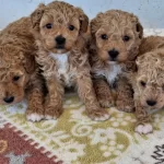 Poodledan Farksız Maltipoo