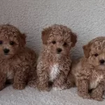 Maltipoo Cinsi Yavrular