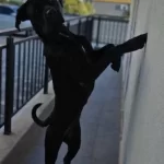 Aile Dostu 1 Yas Cane Corso