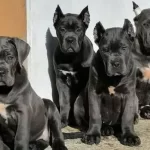 Show Class Blue Cane Corso