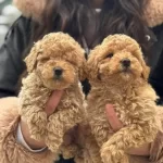 Korea Maltipoo Bebeklerimiz Asili Saglik Garantili