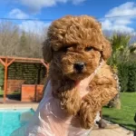 Toy Poodle Yavrumuzz