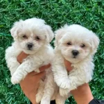 Bembeyaz Maltese Terrier Cinsi Yavrular