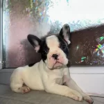 French Bulldog Guzellikler Yeni Yuvasini Ariyor