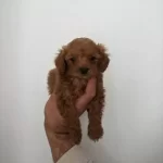 Minnaklarım Teslime Hazır