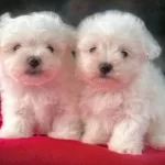 Maltese Terrier Cinsi Yavrular