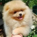 Pomeranian Boo Yavrularımız