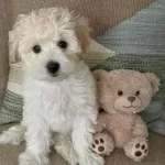 Kar Beyaz Maltese Terrier Cinsleri