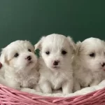 Maltese Bebişler
