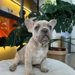 Egzotik French Bulldog Yavrularim Harika Renkler Ve Anatomi