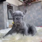 Egzotik Blue French Bulldog Yavrularim Rezerveye Acik