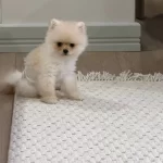 Acil Kalıcı Omurluk Yuva Aranıyor