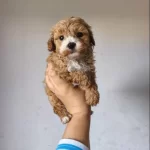 Maltipoo Yavrularımız
