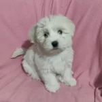 3 Aylık Erkek Terrier