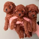 Toy Poodle Yavrularımız