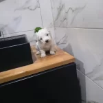 Minyatür Minigim Tuvalet Eğitimli