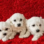 Maltese Miniklerimiz