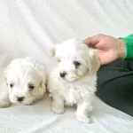 Terrier Maltese Yavrular