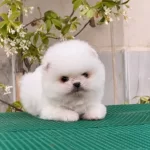 Teddy Bear Boo Yavrumuz
