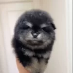 Ayı Surat Pomeranian Boo Son Erkek Yavrumuz