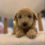 Minik Maltipoo Bebeklerim